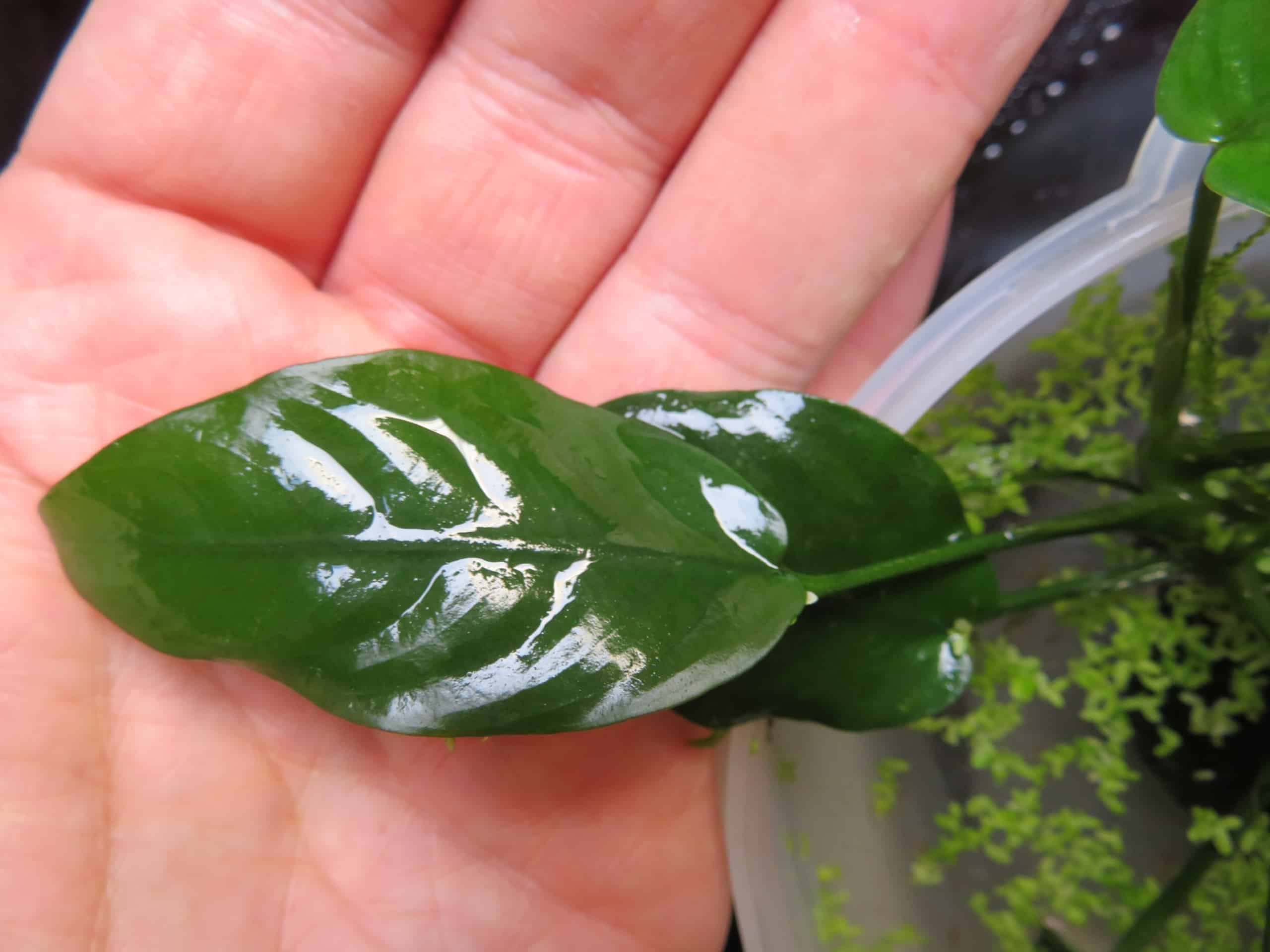 Anubias Barteri - Feuille