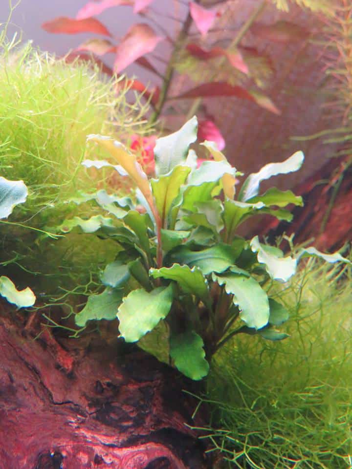 Bucephalandra