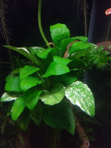 Anubias Barteri