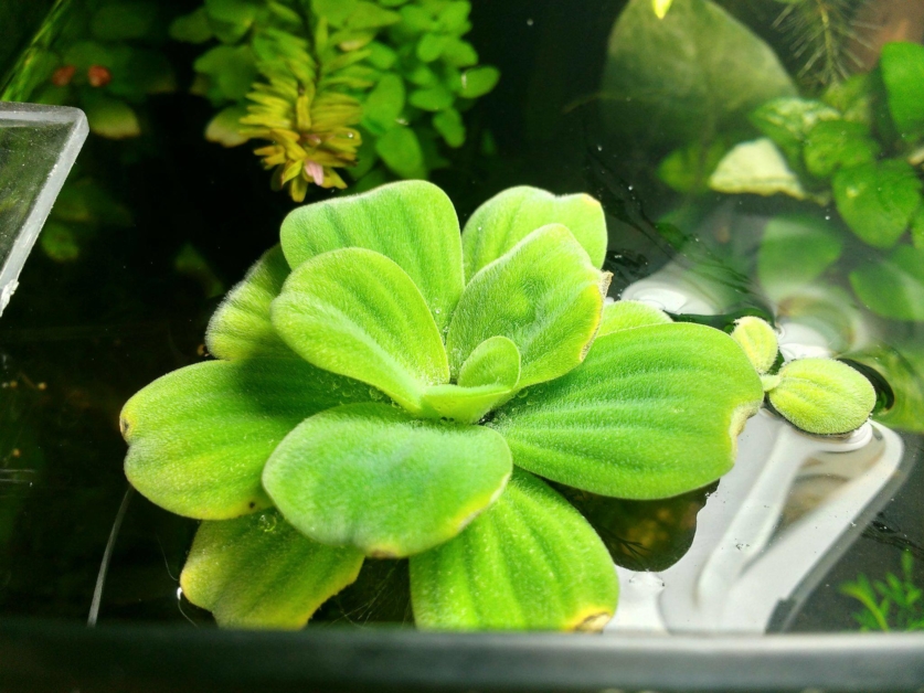 Pistia stratiotes