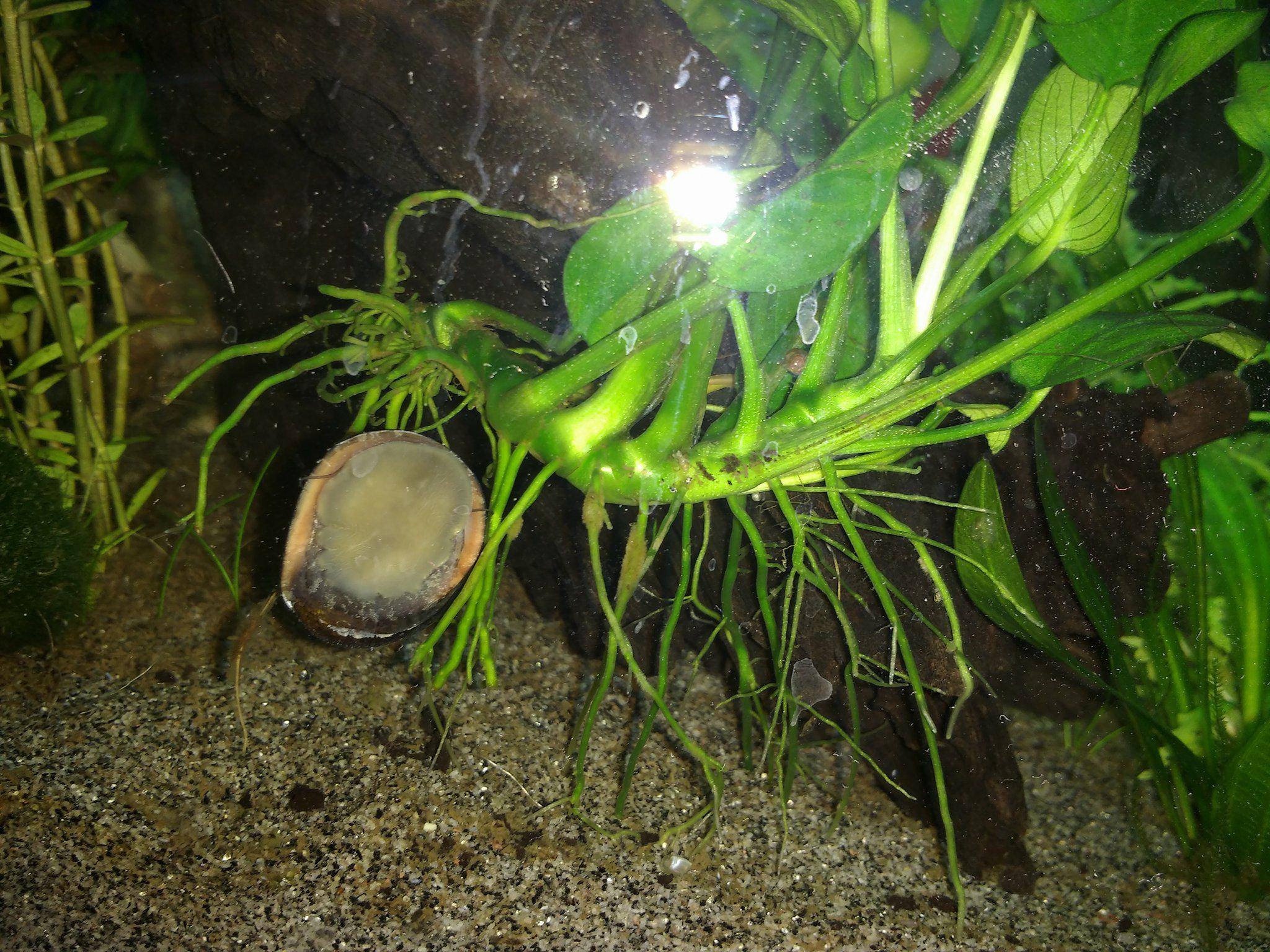 Anubias Barteri - Rhizome