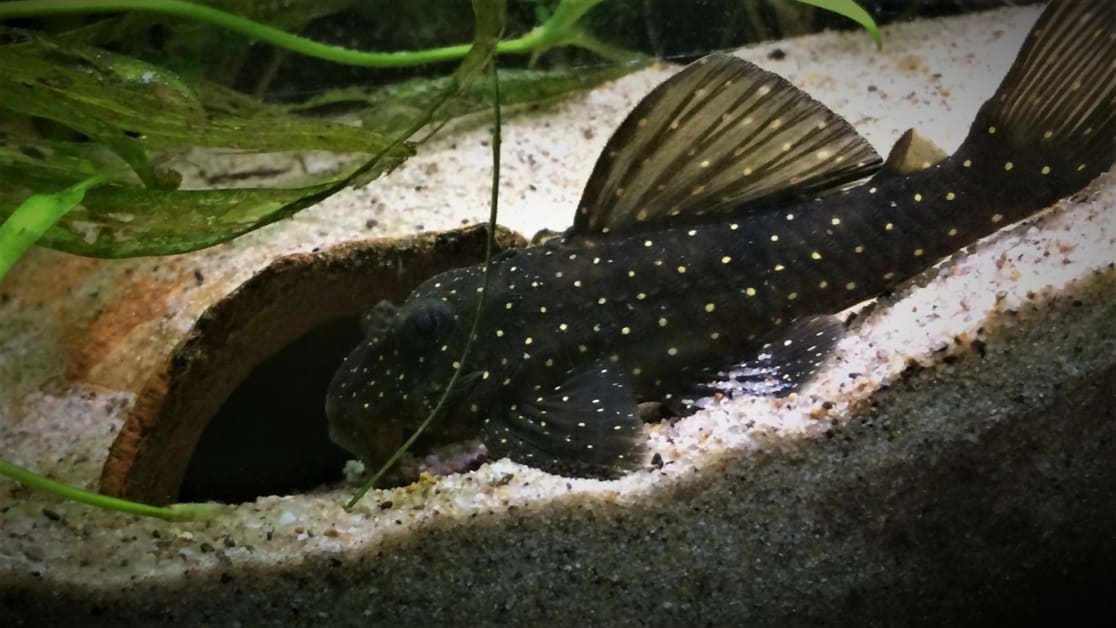 Hypancistrus sp. L004 Mâle