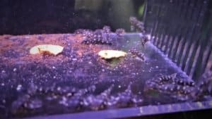 Hypancistrus sp L004/L005 en couveuse