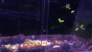 Hypancistrus sp L004/L005 en couveuse