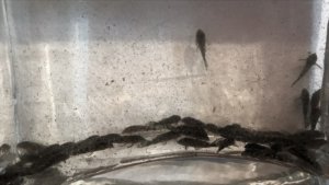 Hypancistrus sp L004/L005 isolés