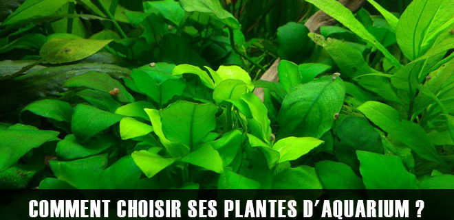 Comment choisir ses plantes ?