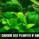 Comment choisir ses plantes ?