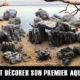 Comment décorer son aquarium ?