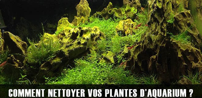 Comment nettoyer les plantes d'aquarium ?