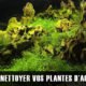Comment nettoyer les plantes d'aquarium ?