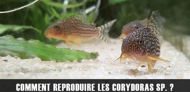 Comment reproduire ses Corydoras Sp. Sterbai ?