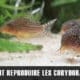 Comment reproduire ses Corydoras Sp. Sterbai ?