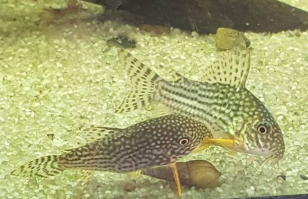 Reproduction Corydoras Sterbai - Parade