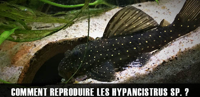 Comment reproduire les hypancistrus sp. L004