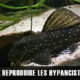 Comment reproduire les hypancistrus sp. L004