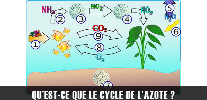 Qu’est-ce que le cycle de l‘azote ?