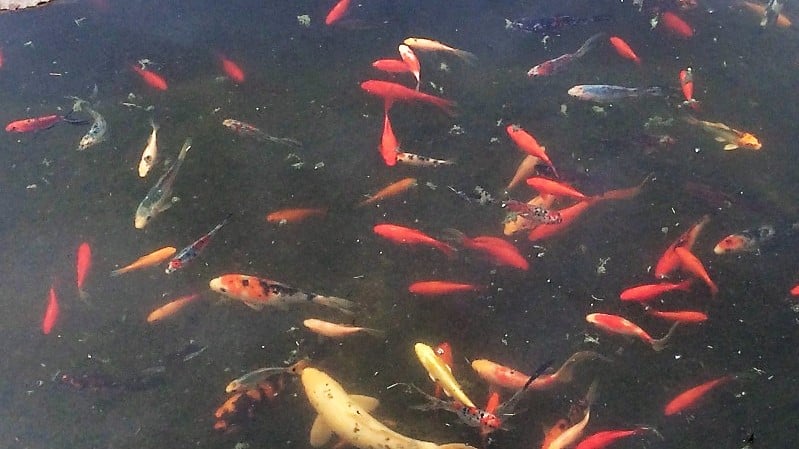 Poissons rouges & Carpes KOÏs