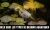Quels sont les différents types de bassins aquatiques ?