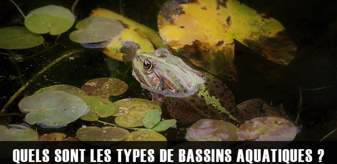 Quels sont les différents types de bassins aquatiques ?