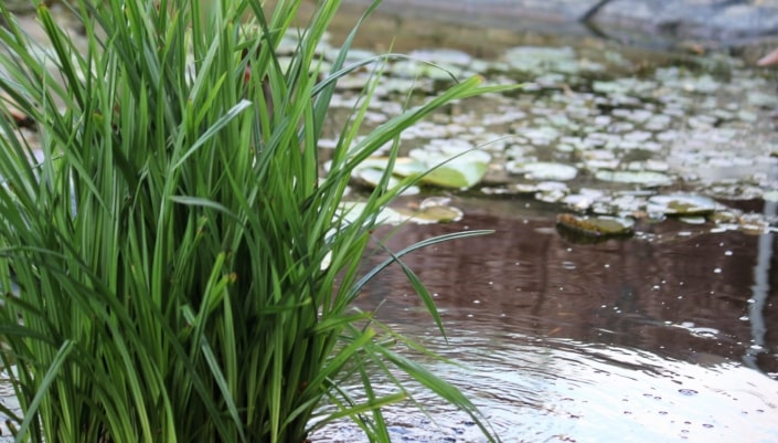 Plantes de bassin