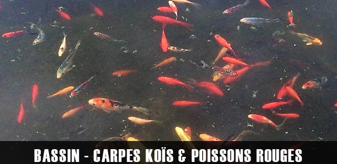 Les carpes KOÏs et poissons rouges. Comment les maintenir en bassin ?