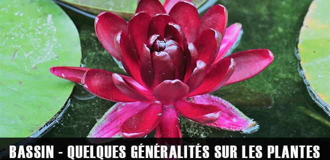 Les plantes de bassin : quelques généralités !
