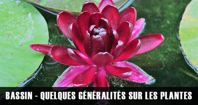 Les plantes de bassin : quelques généralités !