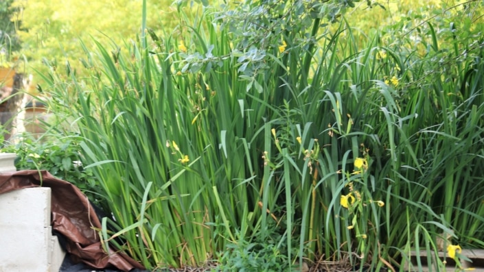 Plantes de bassin - Iris
