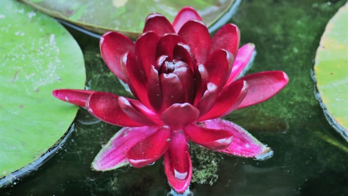 Plantes de bassin - Nénuphar