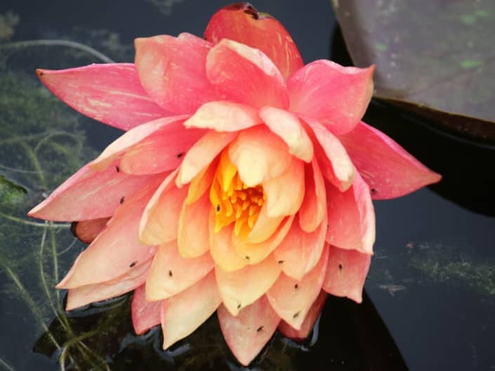 Plantes de bassin - Nénuphar
