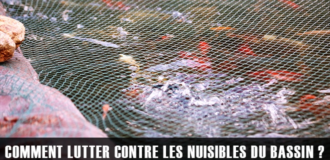 Les nuisibles du bassin