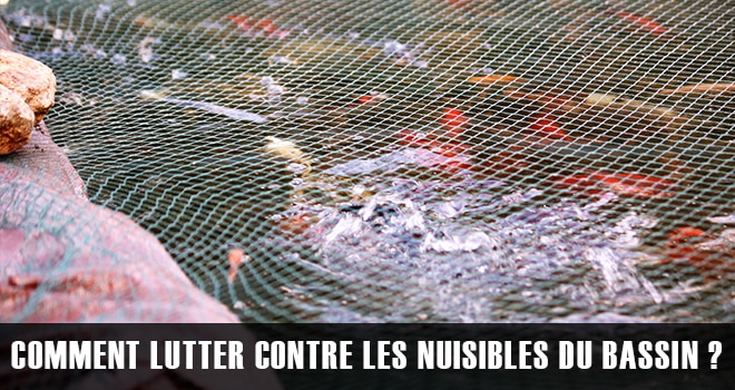 Les nuisibles du bassin