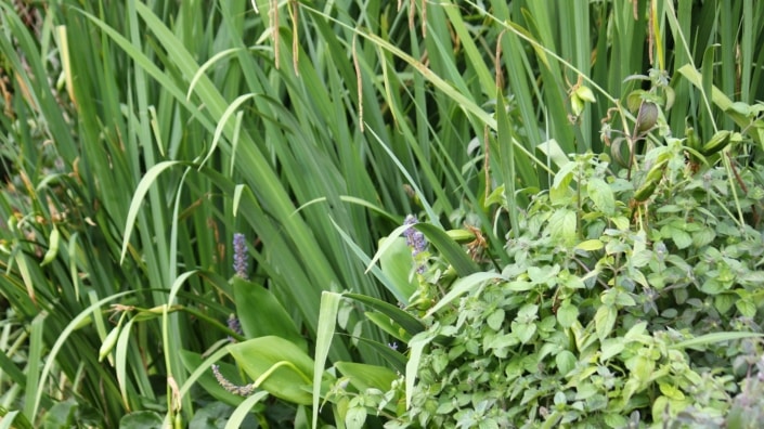 Plantes de bassin