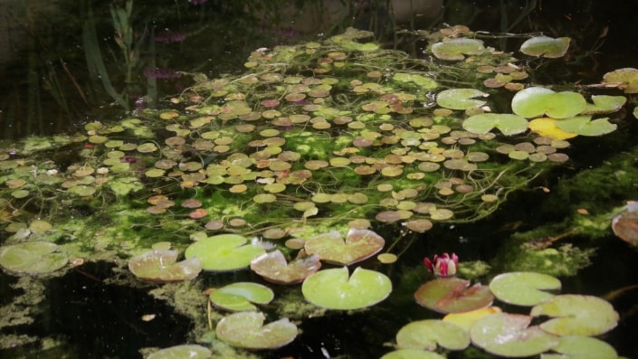 Plantes de bassin - Nénuphar