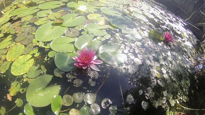 Plantes de bassin - Nénuphar