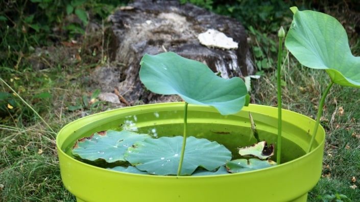 Plantes de bassin - Lotus