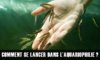 Comment se lancer dans l’aquariophilie ? Quel aquarium choisir et où l’installer ?