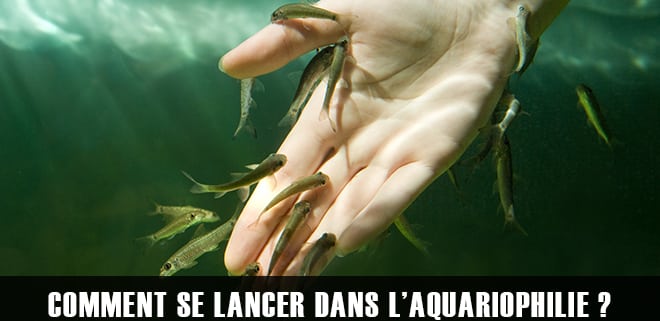 Comment se lancer dans l’aquariophilie ? Quel aquarium choisir et où l’installer ?