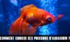 Comment choisir ses poissons pour son premier aquarium ?