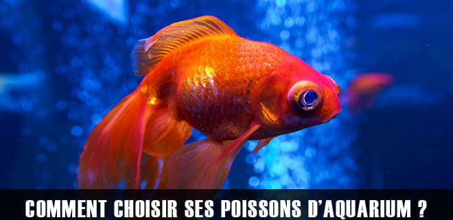 Comment choisir ses poissons pour son premier aquarium ?