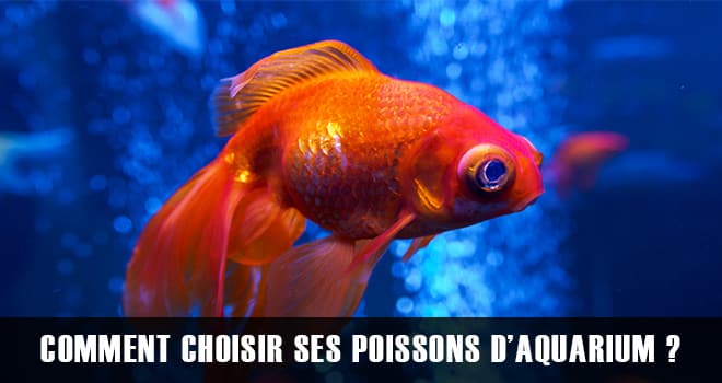 Comment choisir ses poissons pour son premier aquarium ?