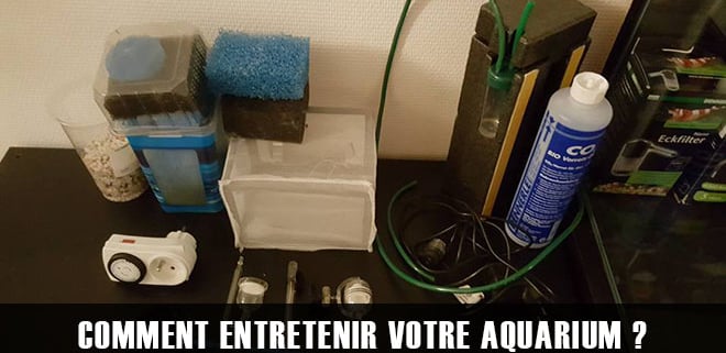 Comment entretenir votre aquarium ?