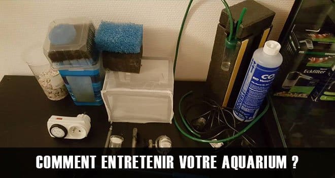 Comment entretenir votre aquarium ?